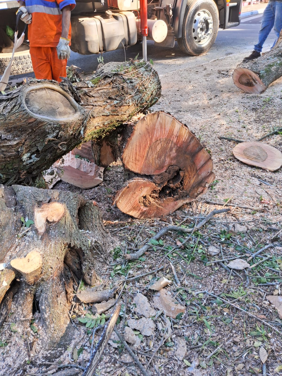 Tronco de árvore cortado, oco no meio.